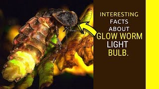 Glow Worm facts for kids Interesting facts about glow worm light bulb [upl. by Natal]