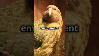 Meet the Kakapo The Flightless Parrot Fighting for Survival [upl. by Euginimod]