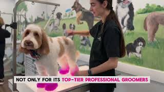 Expert Pet Grooming in the Poway – Your Pet Deserves the Best [upl. by Leonidas]