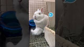 10 Reasons Why Lop Eared Rabbits Make the Cutest Pets Animal Planet 兔子 Exposed 🐰💖 [upl. by Nomrah]