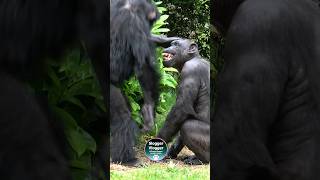 Newborn Chimpanzee Causes Chaos  The Secret Life of the Zoo  Nature Bites [upl. by Inhoj]