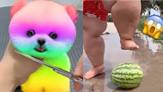 2024 Chó Phốc Sóc Mini 😍 Funny and Cute Pomeranian💖20 直 [upl. by Enajharas296]