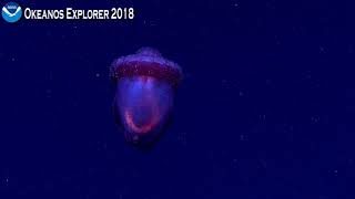 Okeanos Explorer Video Bite Beautiful Pelagic Sea Cucumber [upl. by Airottiv604]