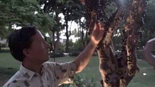 Jaboticaba an Exotic Tropical Fruit that grows on the tree trunk [upl. by Nuahsal]