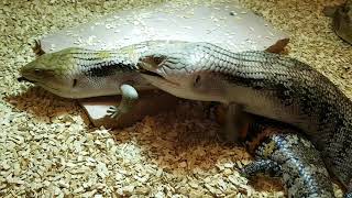 Tiliqua Scincoides Intermedia Mating of Steve and Irregularka 2422019 [upl. by Venezia34]