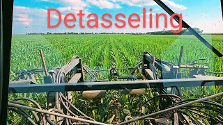 Conventional detasseling vs the Roundup RHS tassel sterilization system What farmers need to know [upl. by Nilauqcaj]