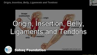 Origin Insertion Belly Ligaments and Tendons Biology Lecture  Sabaqpk [upl. by Leelah]