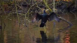 Great Black Cormorant or Black Shag Phalacrocorax carbo  Kormoran 3 [upl. by Rusty40]