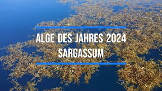 Sargassum  Alge des Jahres 2024 [upl. by Yclek]