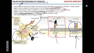 T cell activation [upl. by Nho366]