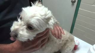 Diarrhea in a Dog From Home to the Vet Hospital and Back [upl. by Charlene950]