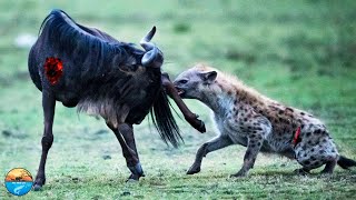 Wildebeest Escape From Crocodile And Chance For Hyena [upl. by Inimod]