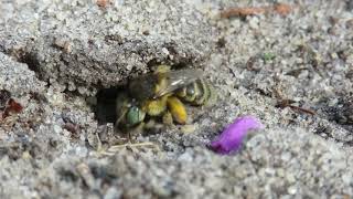 Greeneyed Flower Bees Anthophora bimaculata and sharp tail bee Coelioxys rufescens [upl. by Notlaw]