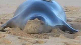 Hawaiian Monk Seal 120 Poipu Beach Kauai HI USA [upl. by Fraser]