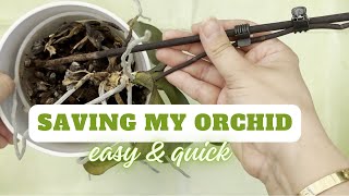 Repotting a Struggling Orchid  StepbyStep Guide 🌸 [upl. by Sitto]