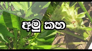 amu kaha plant අමුකහ ශාකය [upl. by Luttrell104]