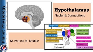 Hypothalamus Part 1  Physiological anatomy amp Connections [upl. by Treva821]