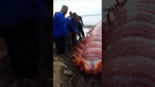 big sea slug stranded on beach seaslug sealife pacificocean ocean pacific ai [upl. by Mehala593]