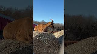 Ibex goat can’t wait to eat goat goatfarm farming animals goatfarmer ibex [upl. by Kiernan]