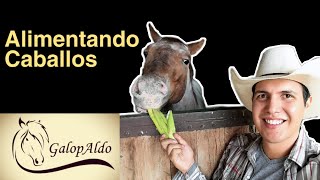 Alimentación de Caballos Qué les doy y más  GalopAldo [upl. by Kilian]