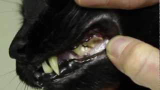 N2 the Talking Cat S2 Ep15  Tartar On My Teeth Official Music Video [upl. by Abijah452]