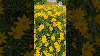 coreopsis verticillata Zagreb  garden Flowers satisfying shorts nature [upl. by Youngran886]