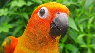 Sun Conure Sounds  chirping of sun conure 1 hour sunconure sunconuresounds conurebird [upl. by Ellennahc356]