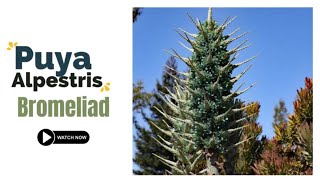 Puya Alpestris Bromeliad  Sapphire Tower  Blue Puya Bromeliad [upl. by Rosel]