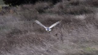 A Barn Owl hunting [upl. by Burra171]