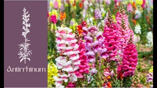 How to Care Antirrhinum  Dog Flower  snapdragon [upl. by Timms]