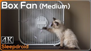 ►10 hours of Box Fan White Noise  Sounds for Sleeping Medium Speed with Cute Kitten Window Fan [upl. by Carbone]