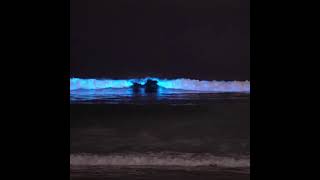 Bioluminescence made the water glow at El Porto Nov 10 2021 Vid Patrick Coynepatrickcla [upl. by Clay760]