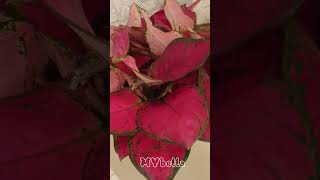 The Red Zircon yt ytshort ytshortvideo ytplants plants [upl. by Zales]