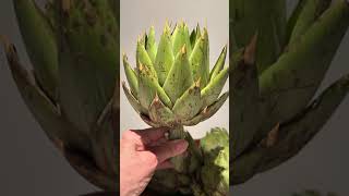 ARTICHOKE DOCUMENTAL  DOCUMENTAL DE ALCACHOFA  SPANISH SUBTITLED 🇵🇪 [upl. by Shuma]