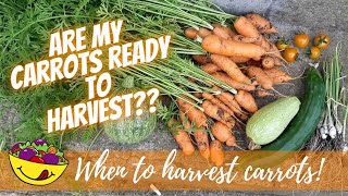 When to harvest carrots UK Nantes and Chantenay carrot harvest [upl. by Klingel]