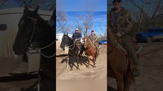 Pheasant hunting Nebraska with a Goshawk Brittany amp Tennessee Walkers falconry horse harrishawk [upl. by Akerdnuhs]