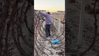 Burying grape vines for winter protection process [upl. by Nnahs794]