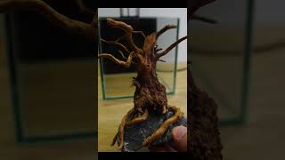 🌳 Epic Bonsai shrimp tank for beginners 🌳 [upl. by Hedgcock]