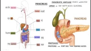 Human Digestive System in Bengali [upl. by Inerney]