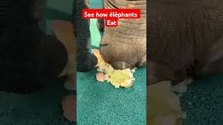 How éléphant est elephant giraffe lion food [upl. by Barrus]