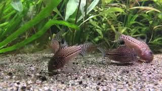 Le ballet des Corydoras Julii  Repas et parade amoureuse  Aquarium ADA 90P [upl. by Whale7]