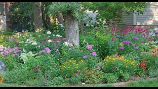 Perennial Garden in zone 4 Minnesota  coneflowers lilies amp more 🍀 flower garden 🍃 [upl. by Aicram892]