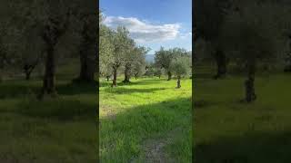 Tra gli ulivi in una campagna alifana camminando a passo lento [upl. by Mutua]