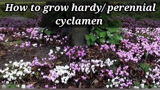 How to grow Hardyperennial cyclamen winter flowering cyclamen beautiful ground cover winter garden [upl. by Ayiram]