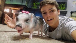 My NEW PET MINIATURE PIG [upl. by Oznofla]