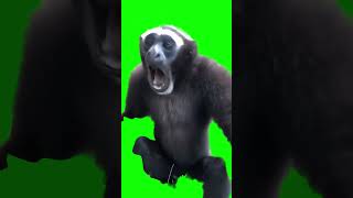 Gibbon Monkey screaming meme  GreenScreen [upl. by Nnhoj]