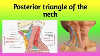 Posterior Triangle of the Neck  Anatomy [upl. by Akeme]