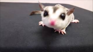 Fun with Sugar Gliders [upl. by Wilmette]