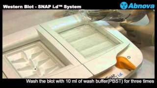 Western Blot  SNAP id™ System [upl. by Afatsum364]