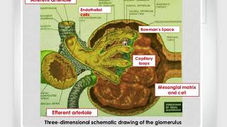 Parenchymal kidney diseases Nephrotic and nephritic syndrome [upl. by Arlynne309]